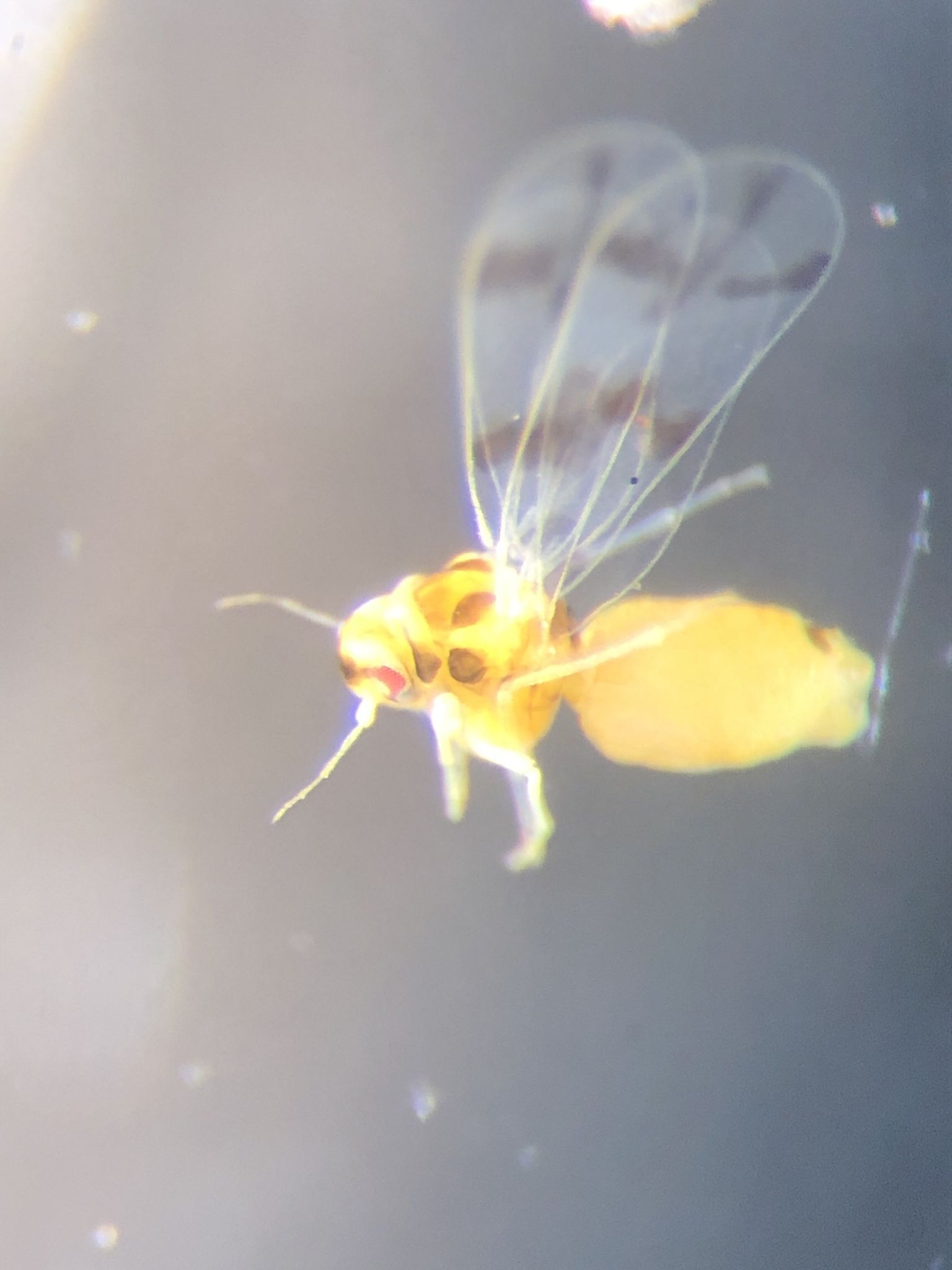 Trialeurodes abutiloneus