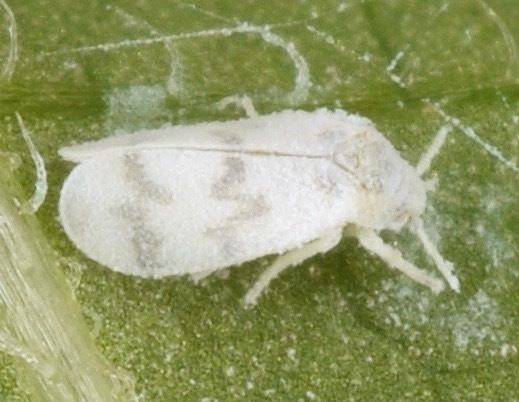 Trialeurodes abutiloneus