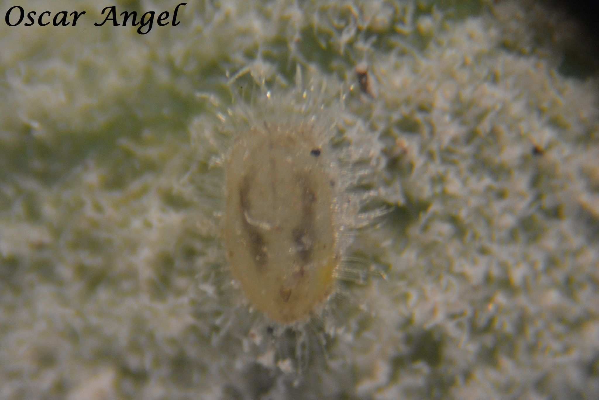 Trialeurodes abutiloneus