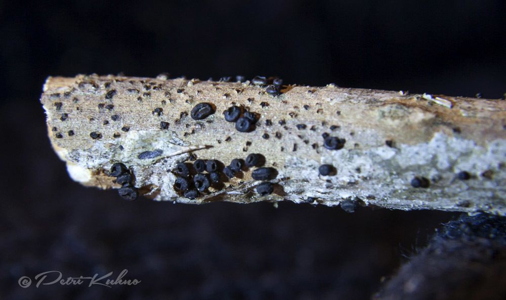 Godronia cassandrae