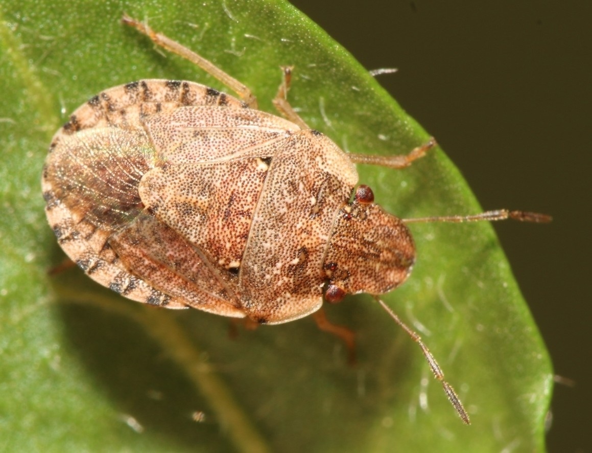 Sciocoris