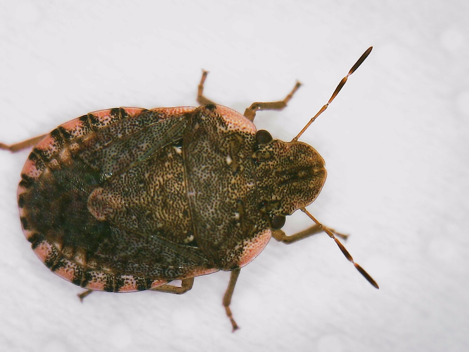 Sciocoris
