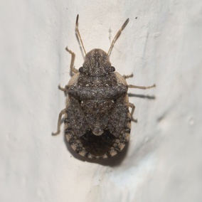 Sciocoris