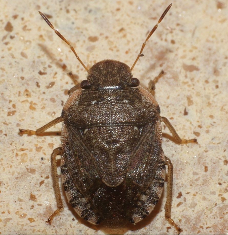 Sciocoris