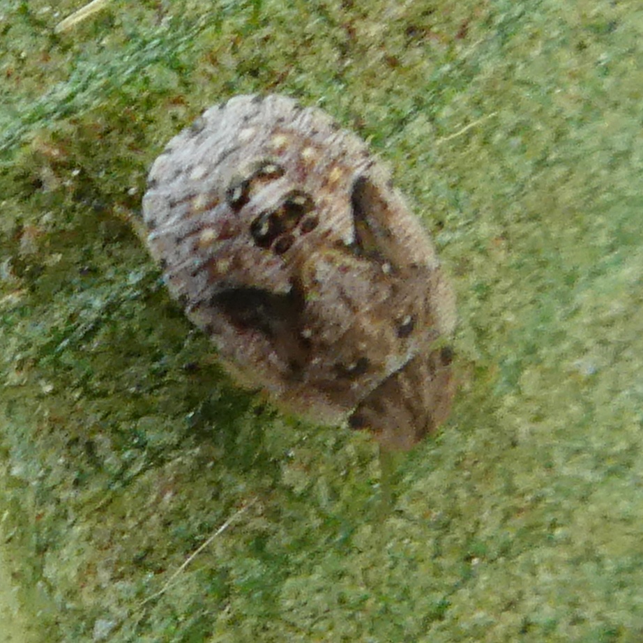 Sciocoris