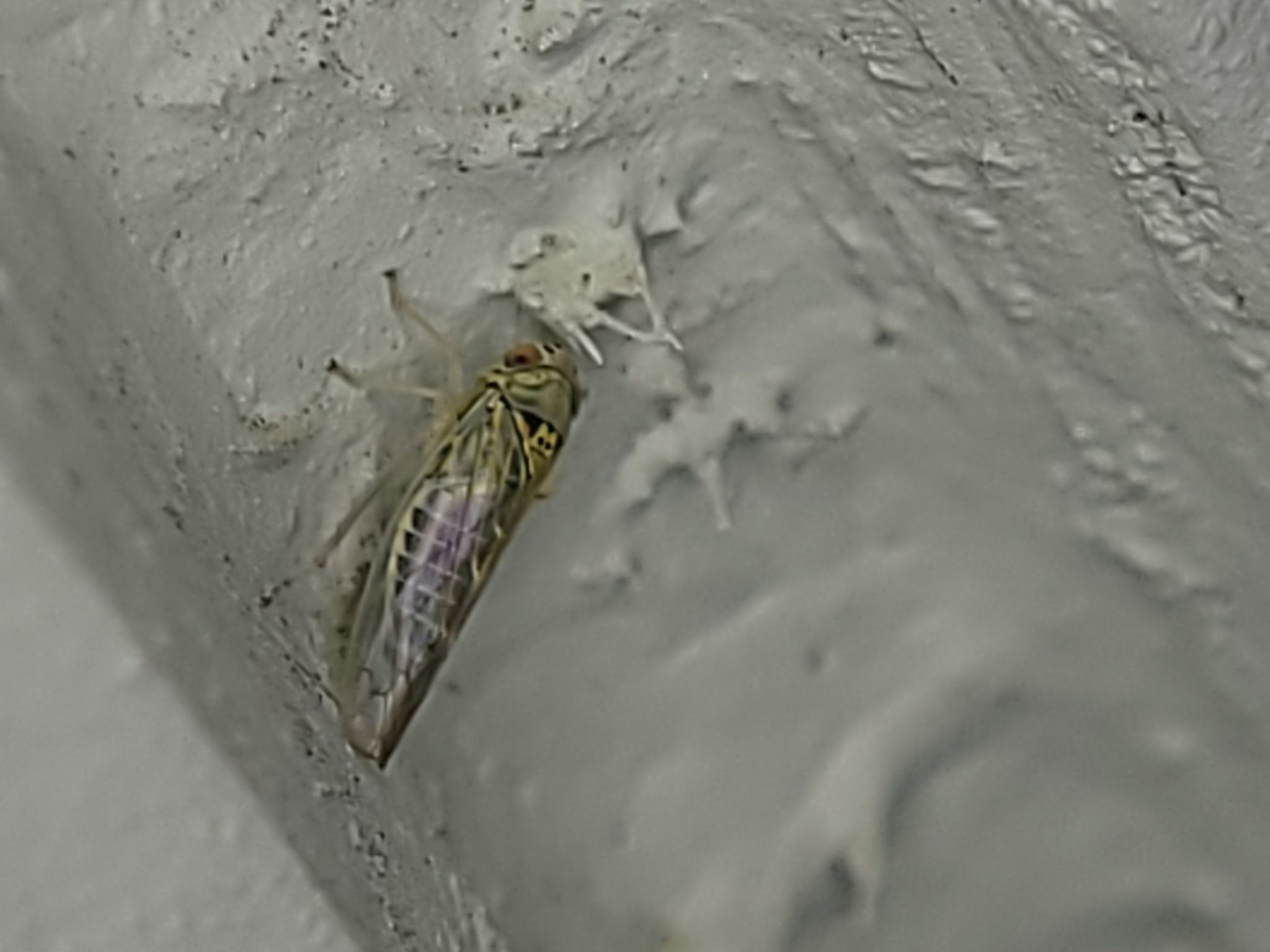 Colladonus geminatus