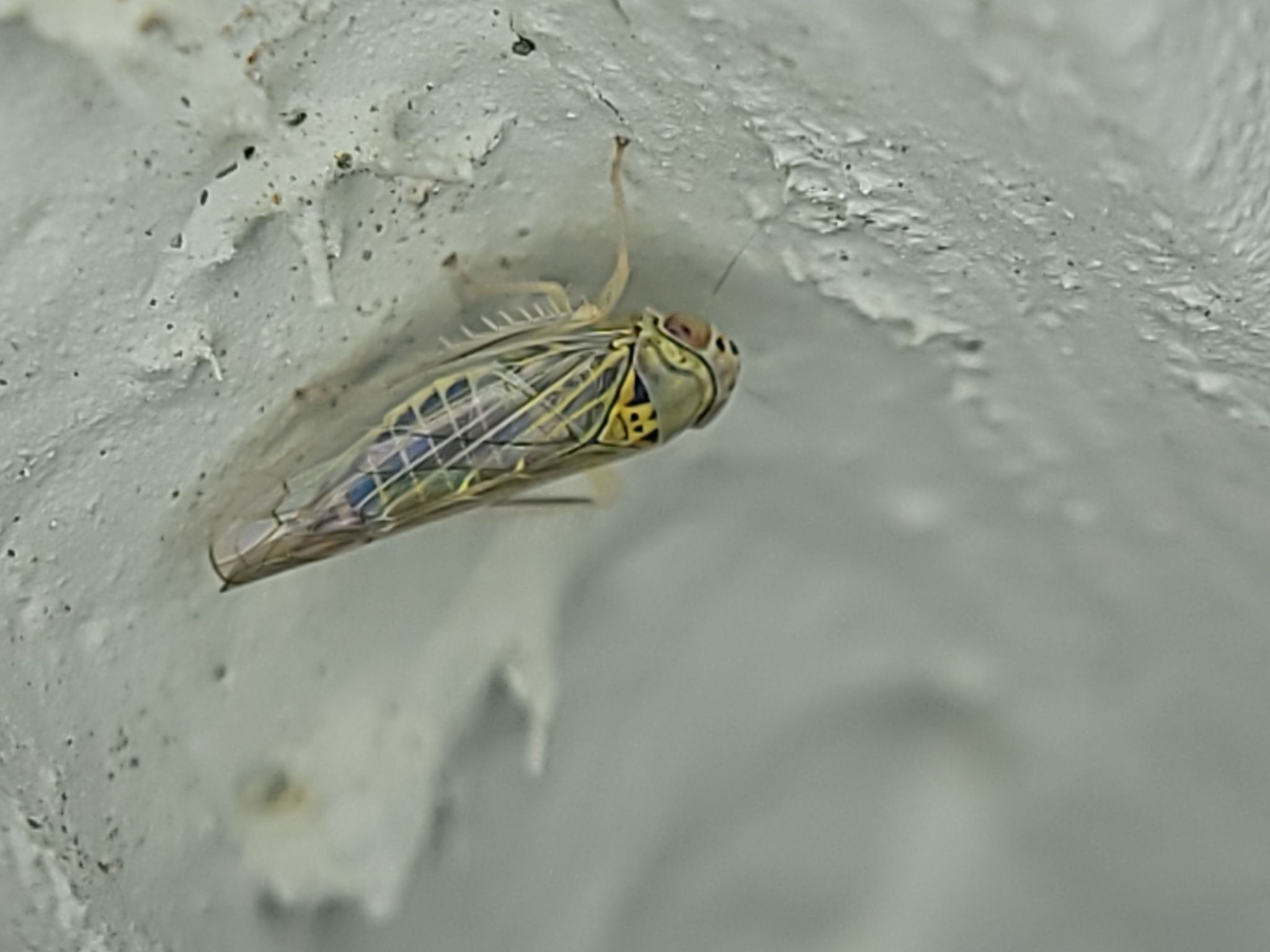 Colladonus geminatus