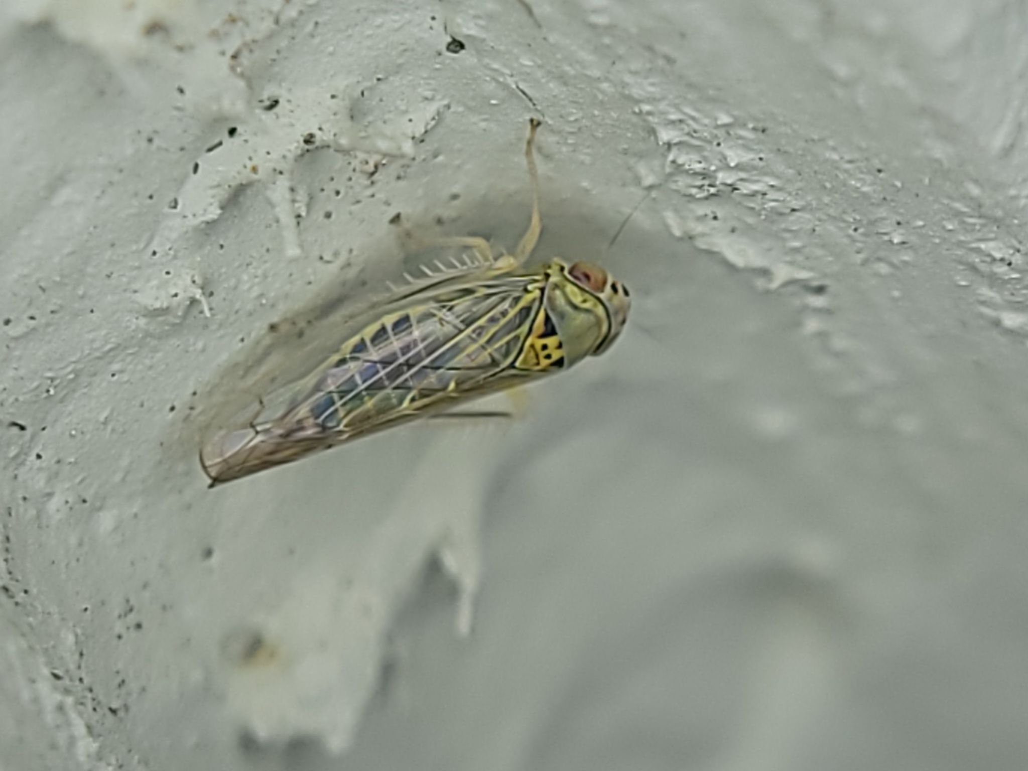 Colladonus geminatus