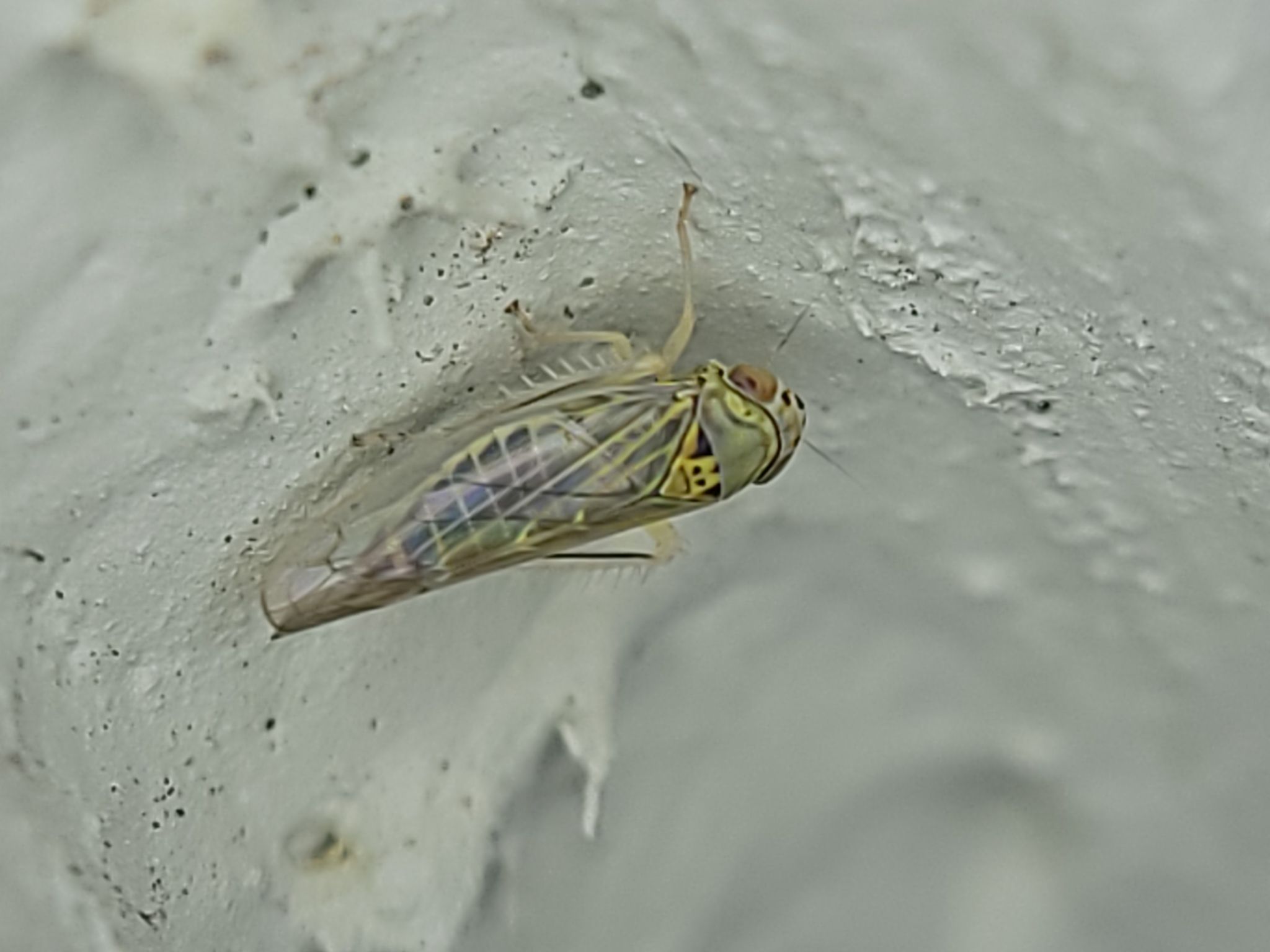 Colladonus geminatus