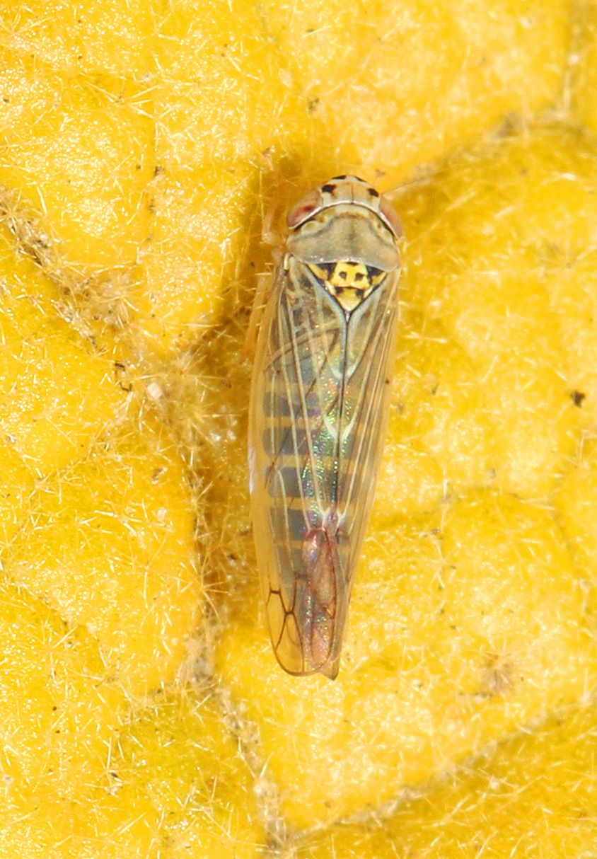 Colladonus geminatus