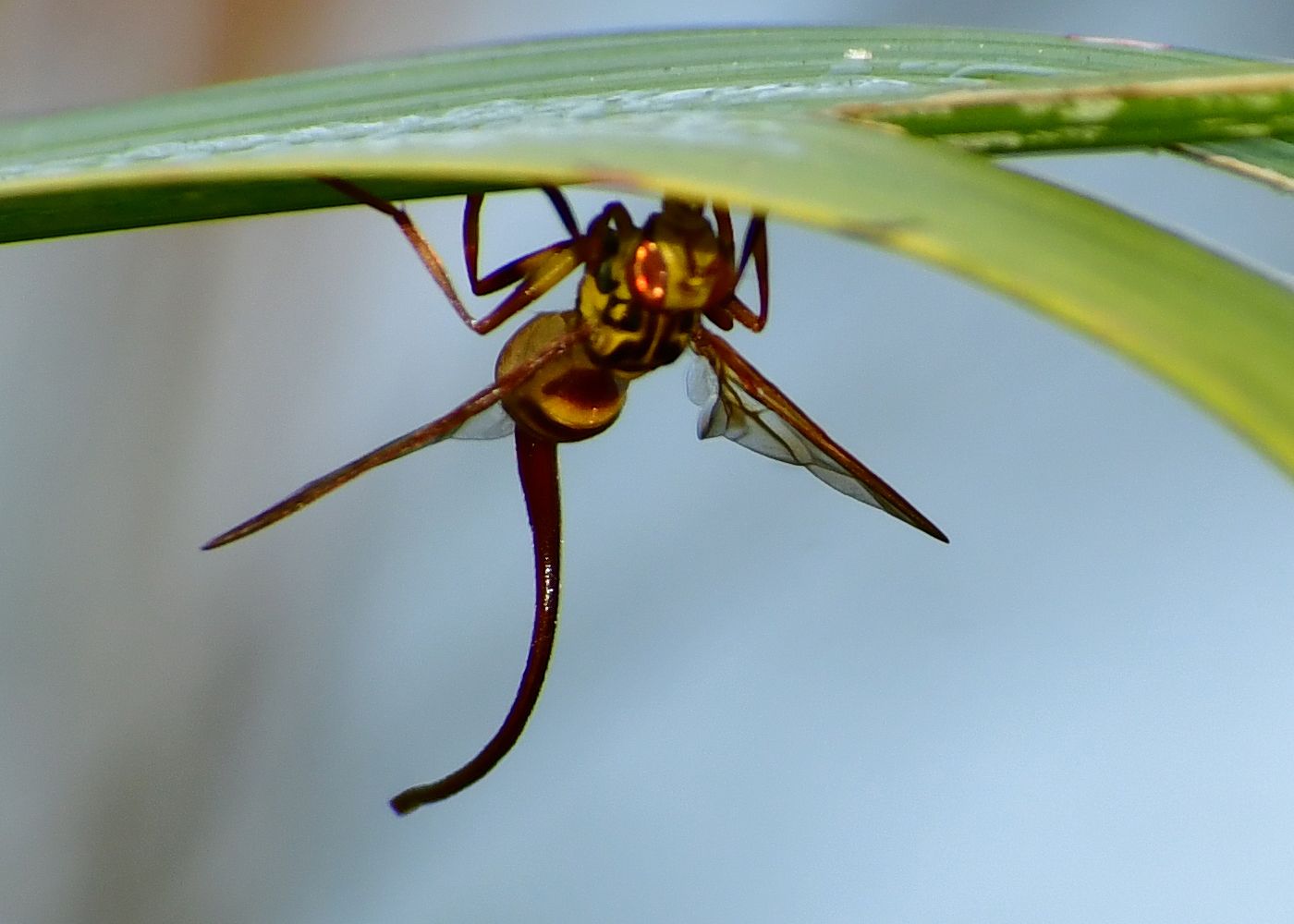 Anastrepha curvicauda