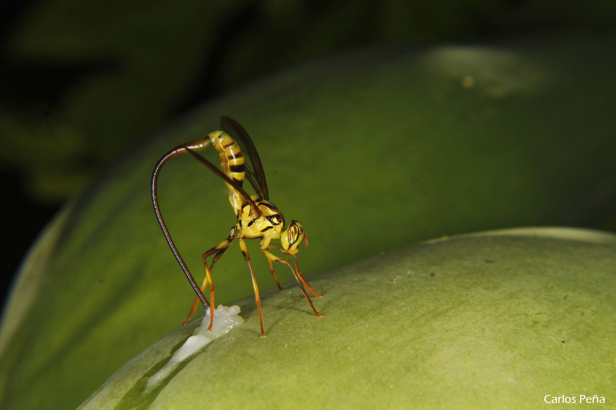 Anastrepha curvicauda