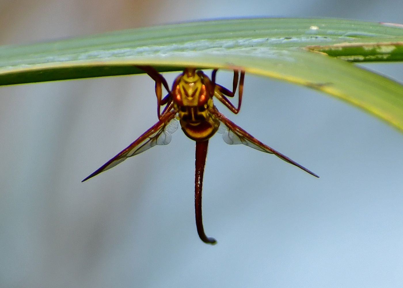 Anastrepha curvicauda
