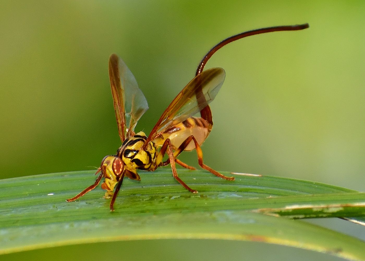 Anastrepha curvicauda