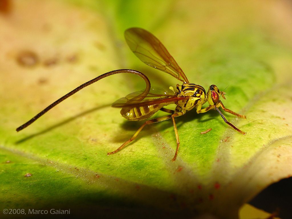 Anastrepha curvicauda