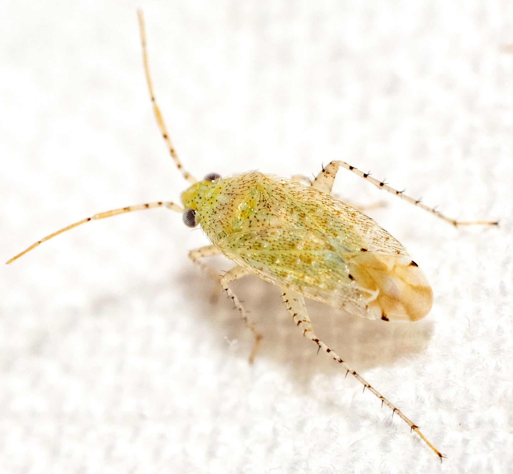 Psallus