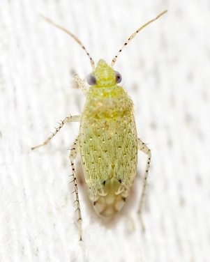 Psallus