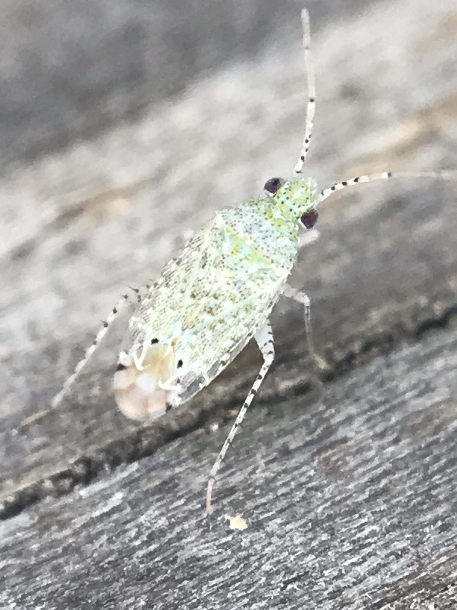 Psallus