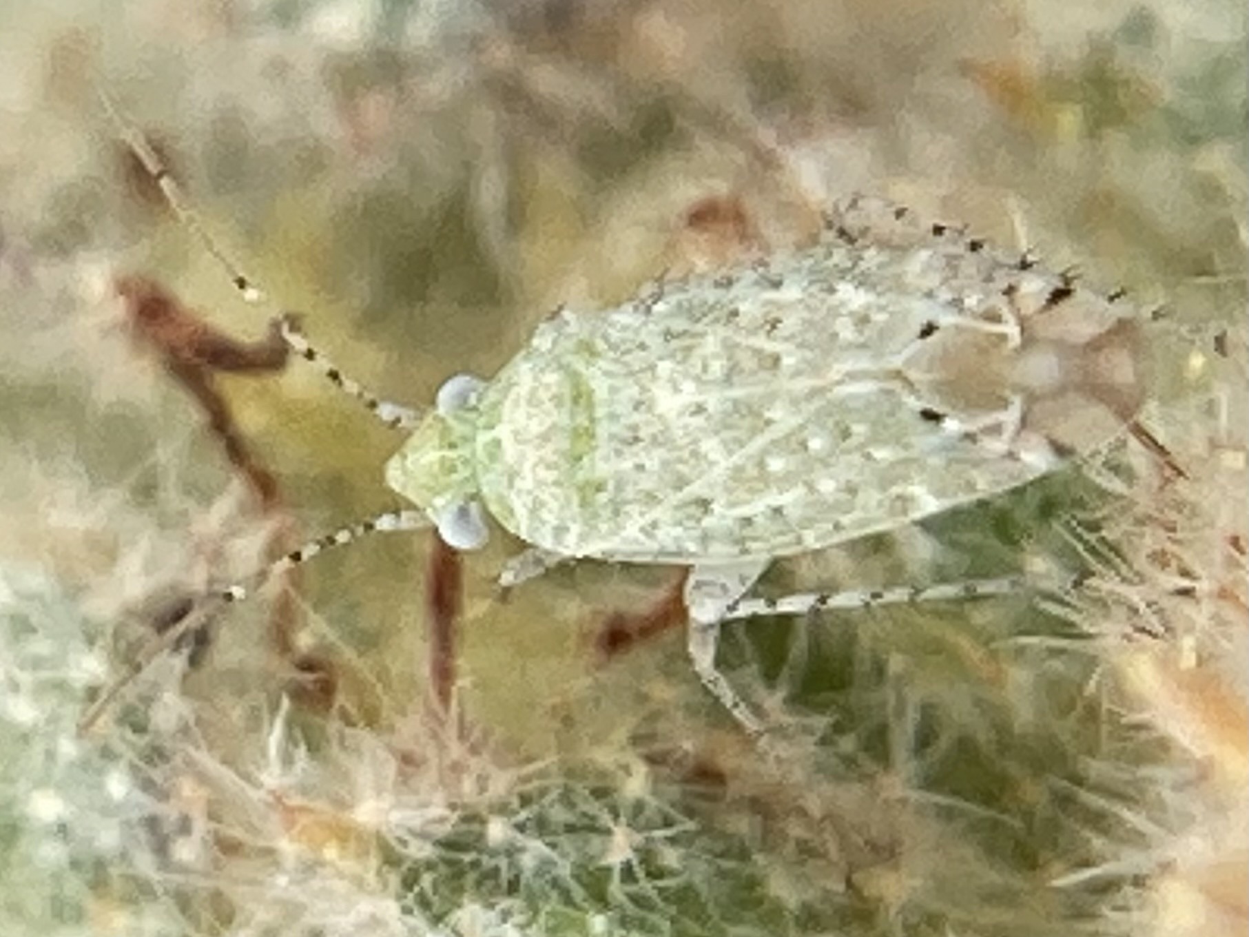 Psallus