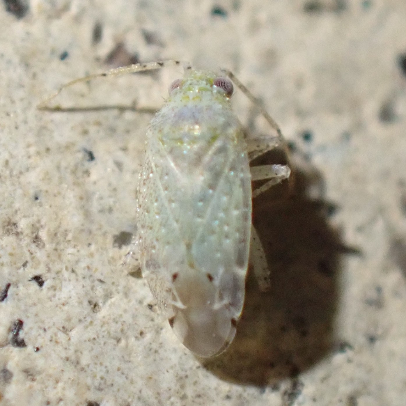 Psallus