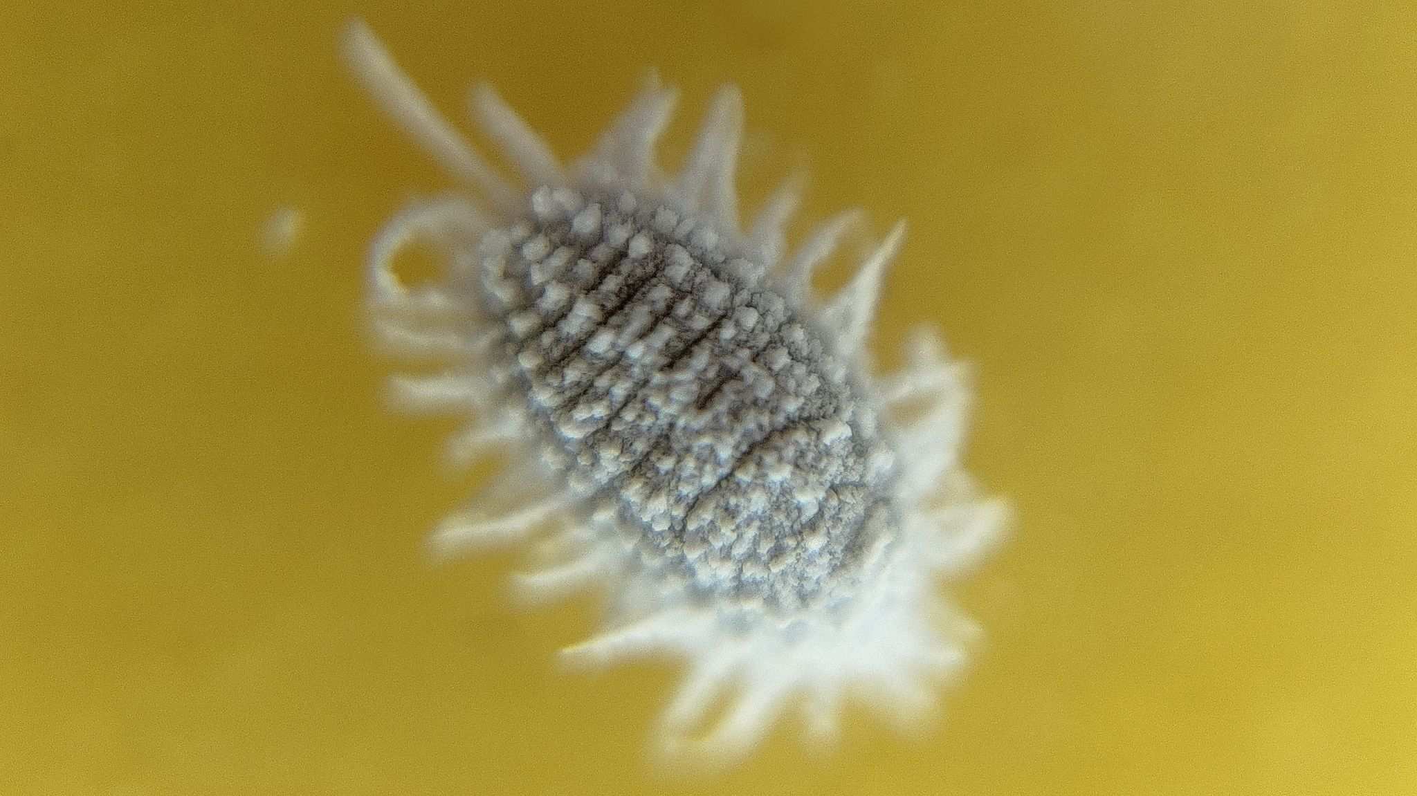 Pseudococcus elisae