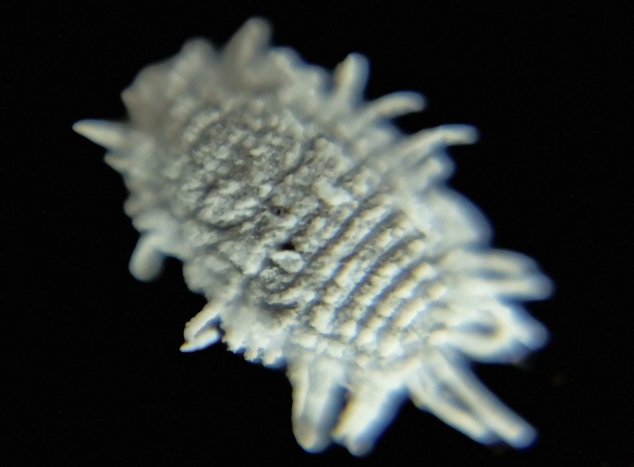 Pseudococcus elisae