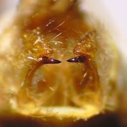 Halysidota