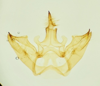 Halysidota