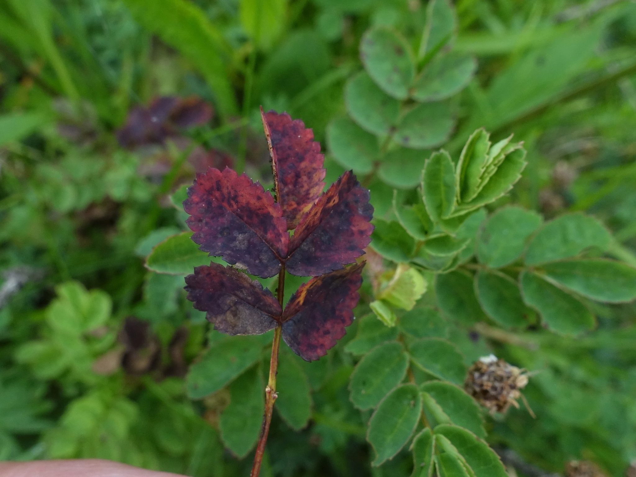 Phragmidium rosae-pimpinellifoliae