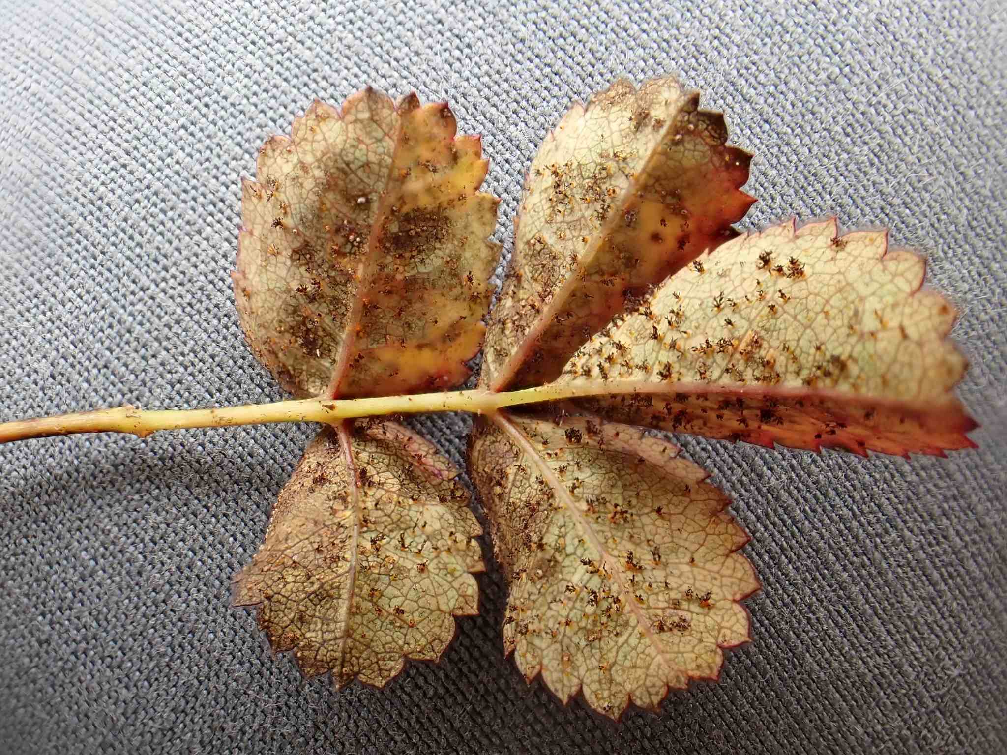 Phragmidium rosae-pimpinellifoliae
