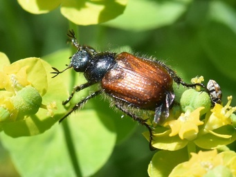 Phyllopertha horticola