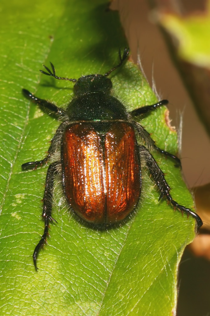 Phyllopertha horticola