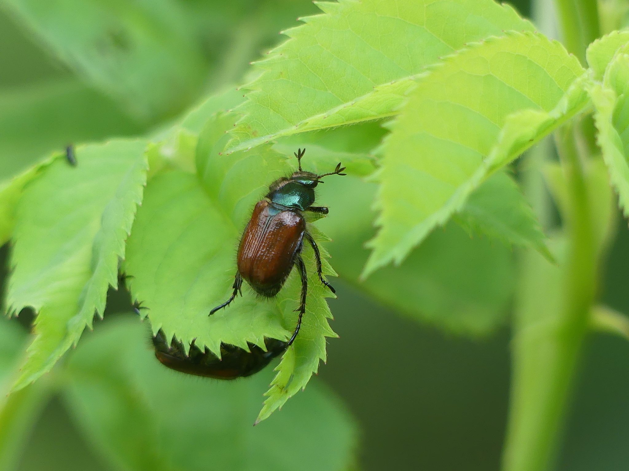 Phyllopertha horticola