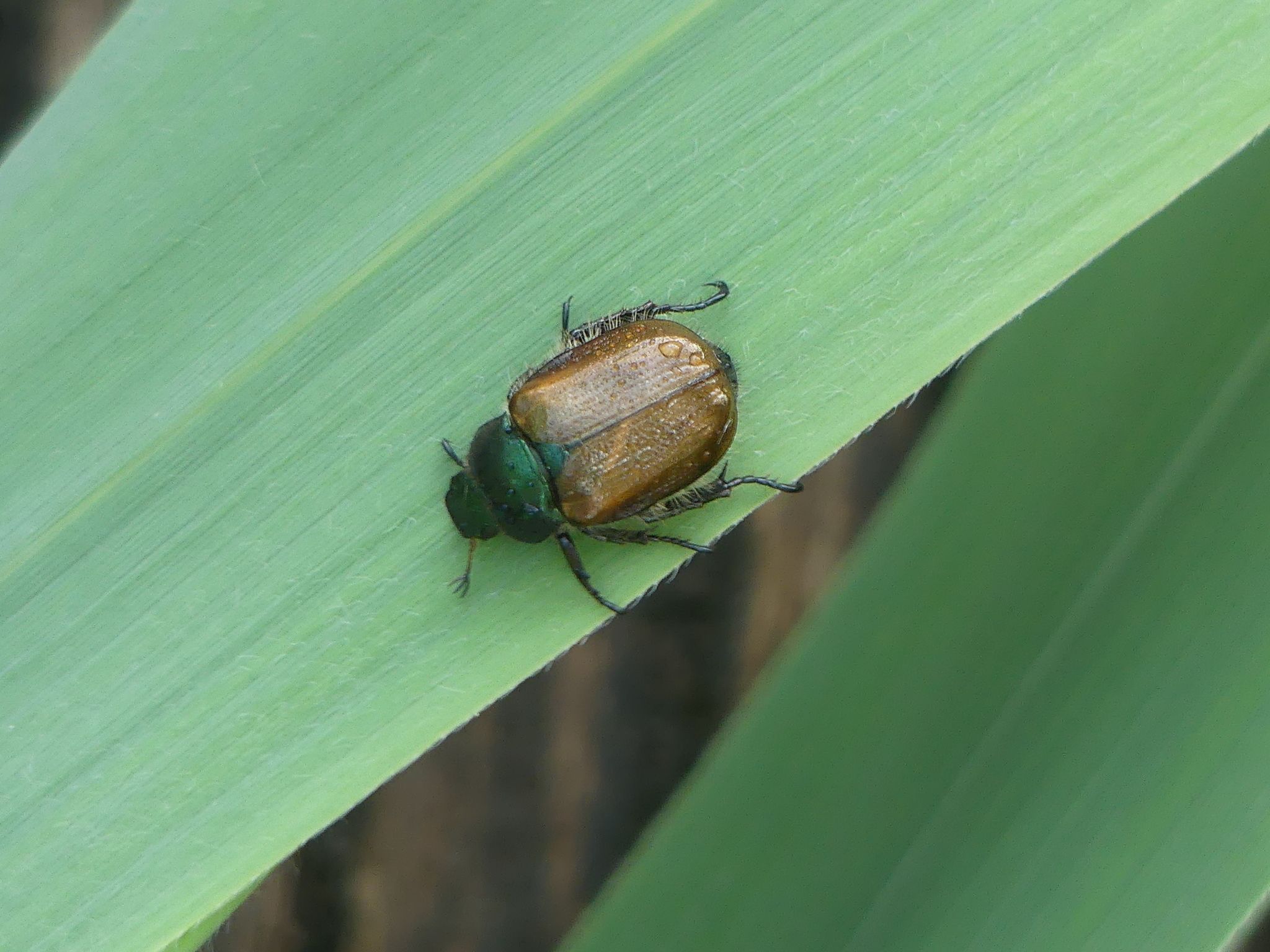 Phyllopertha horticola