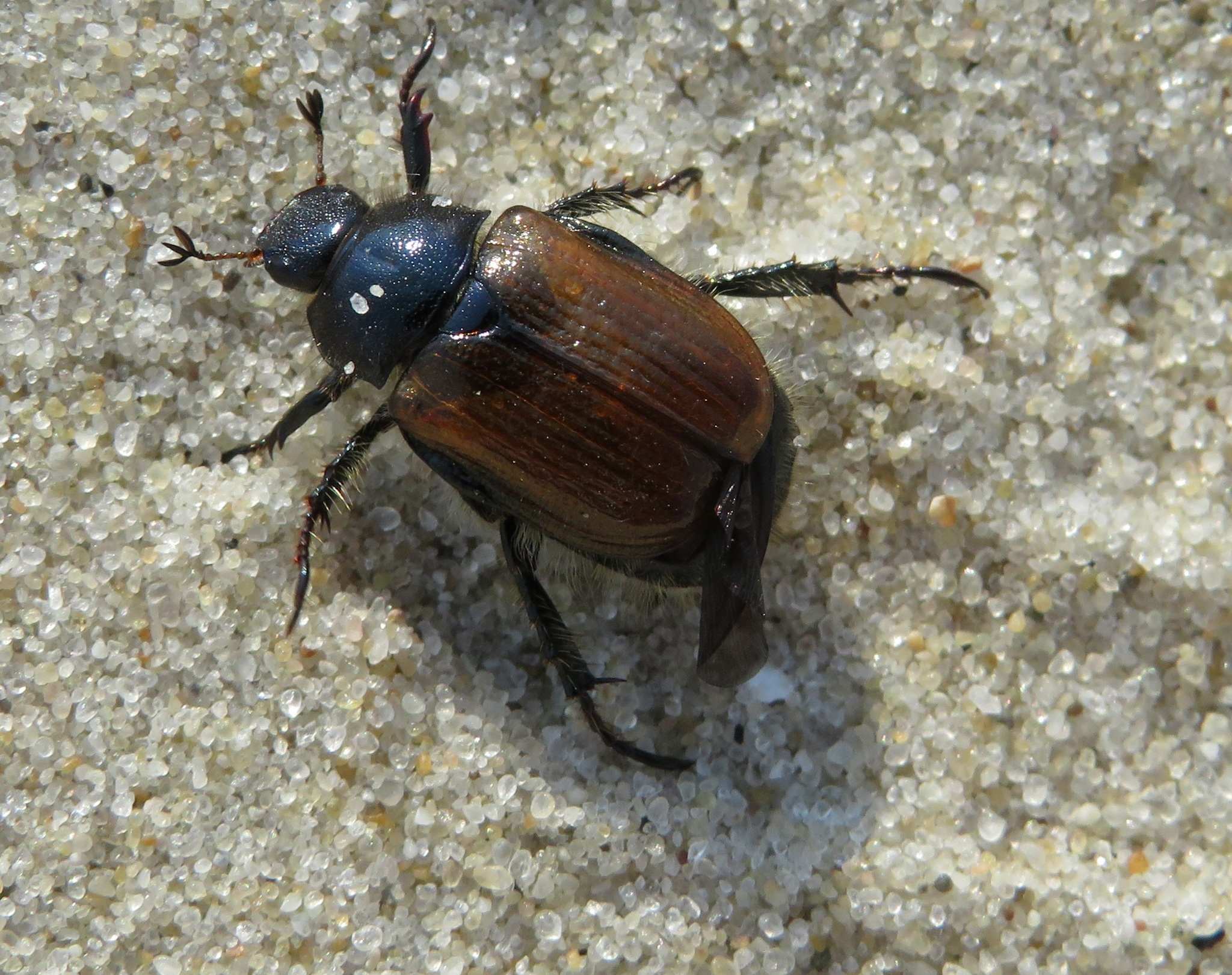 Phyllopertha horticola