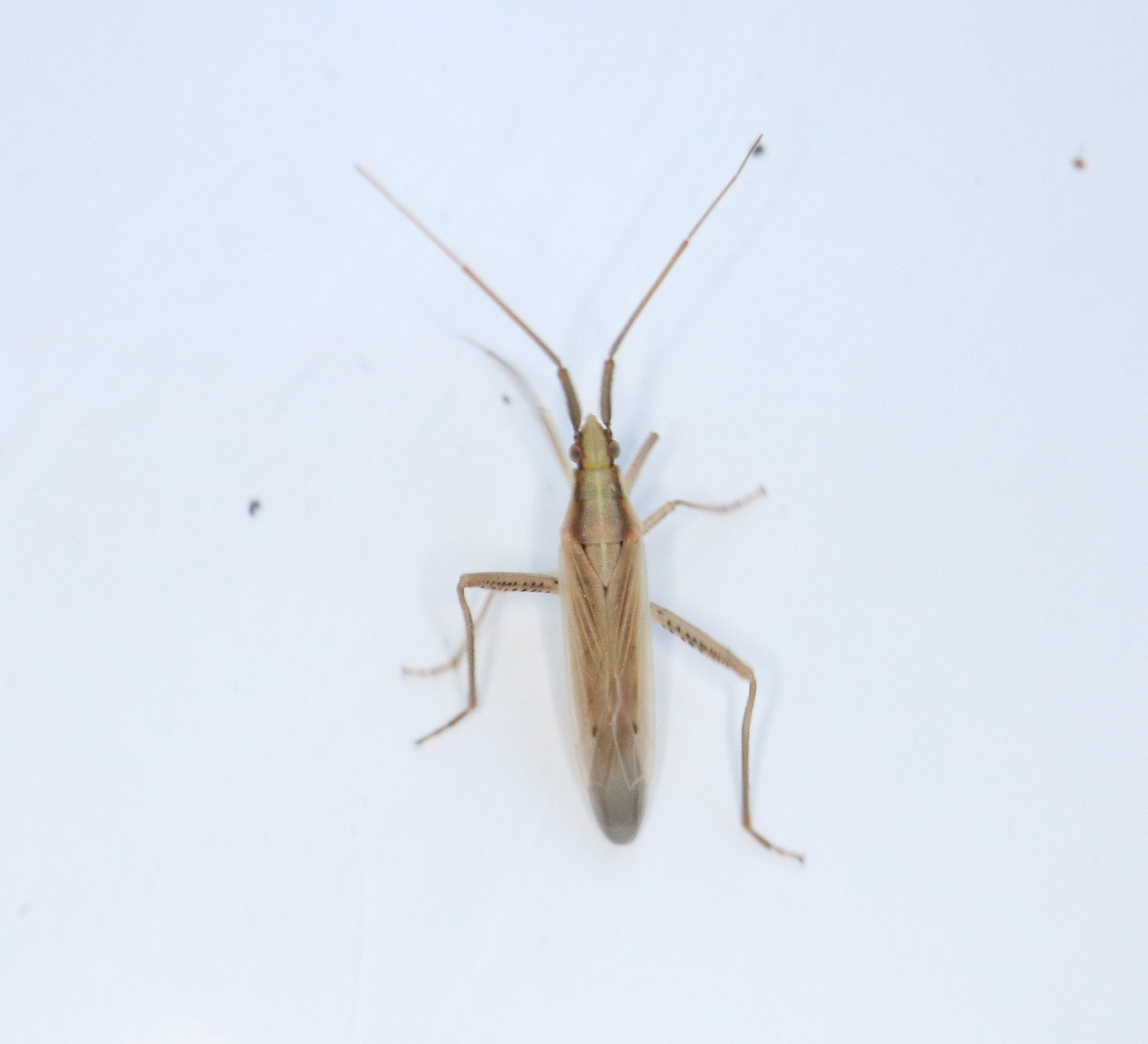 Stenodema