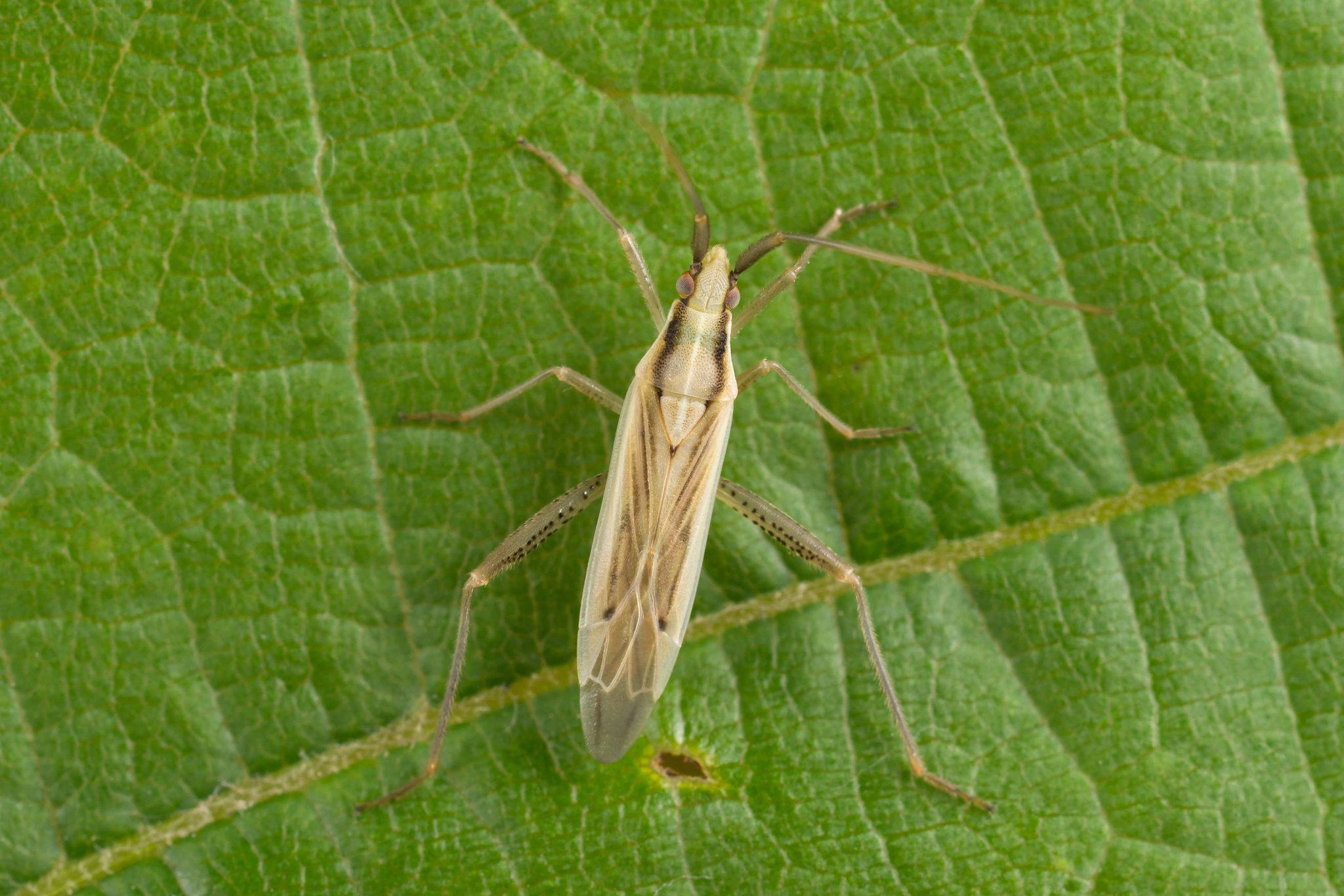 Stenodema