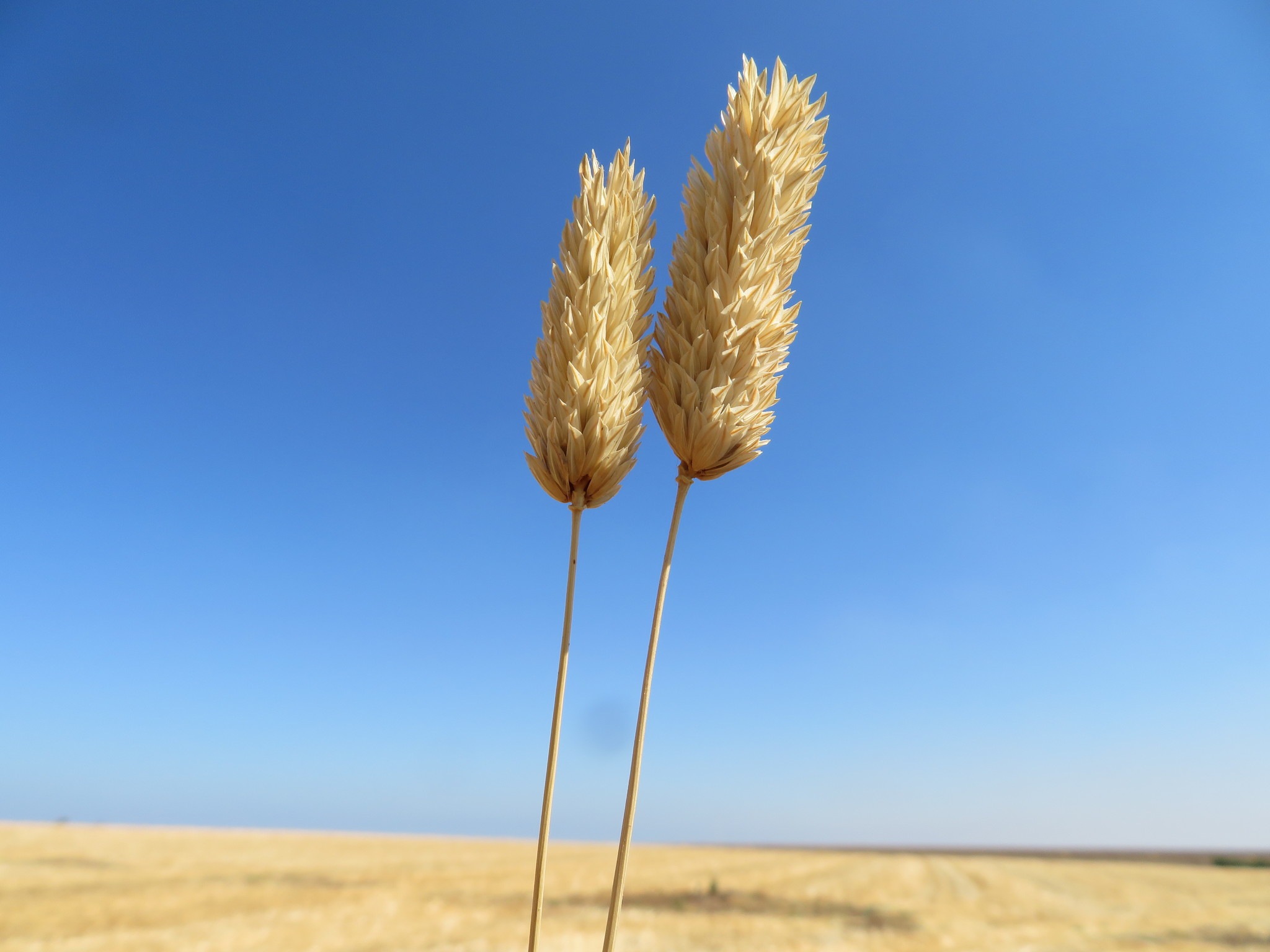 Phalaris brachystachys