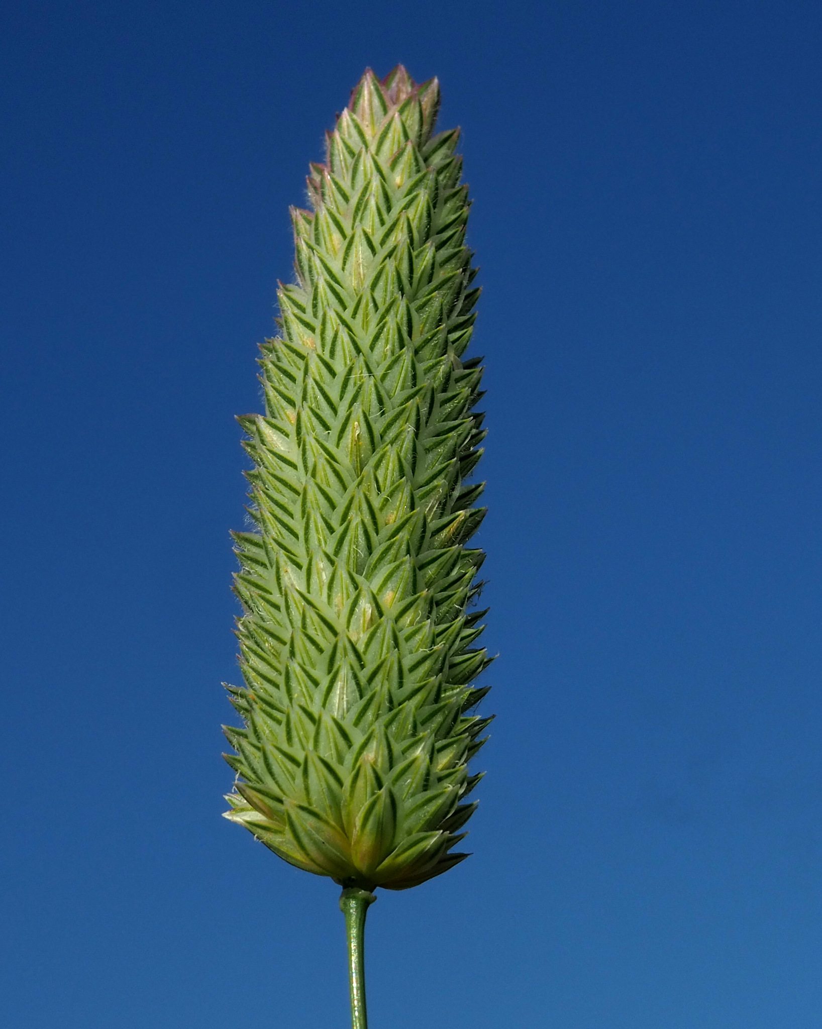 Phalaris brachystachys