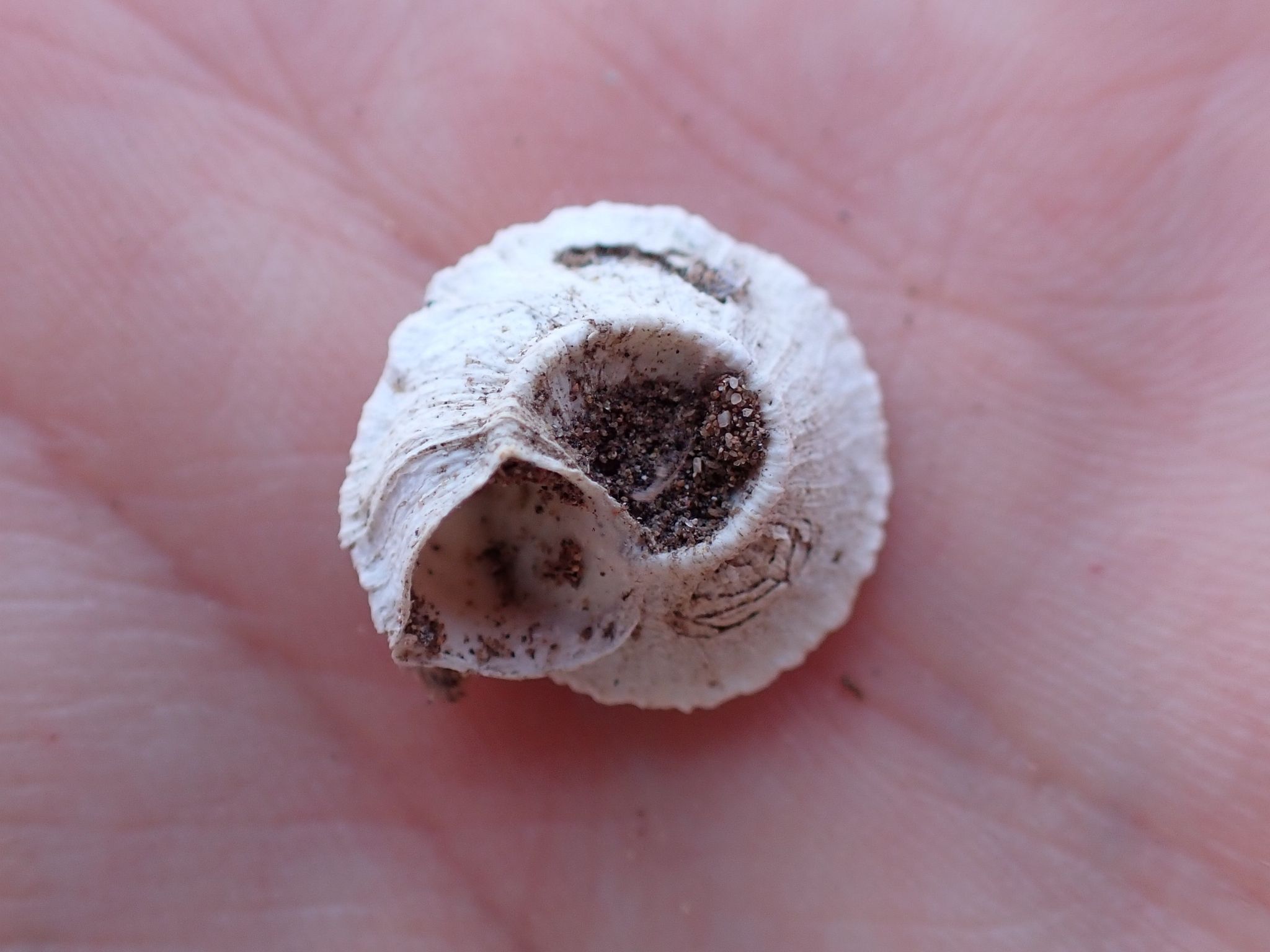 Xeroleuca turcica