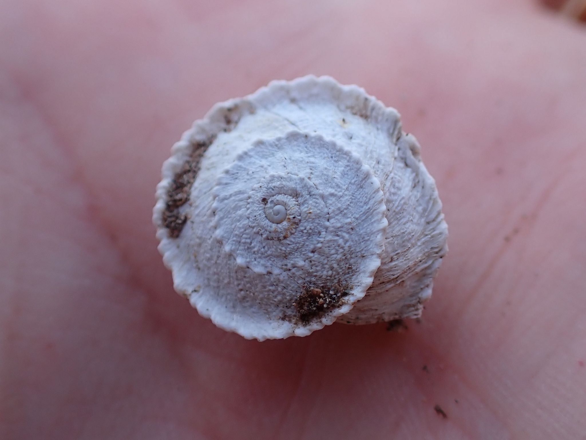 Xeroleuca turcica