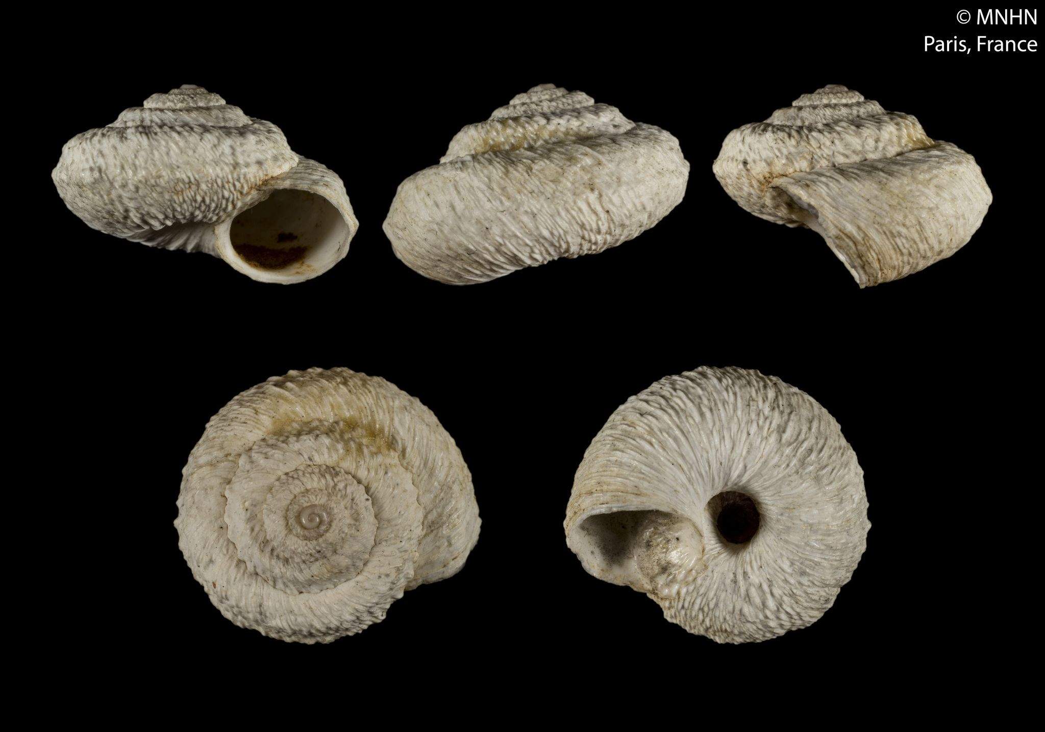 Xeroleuca turcica