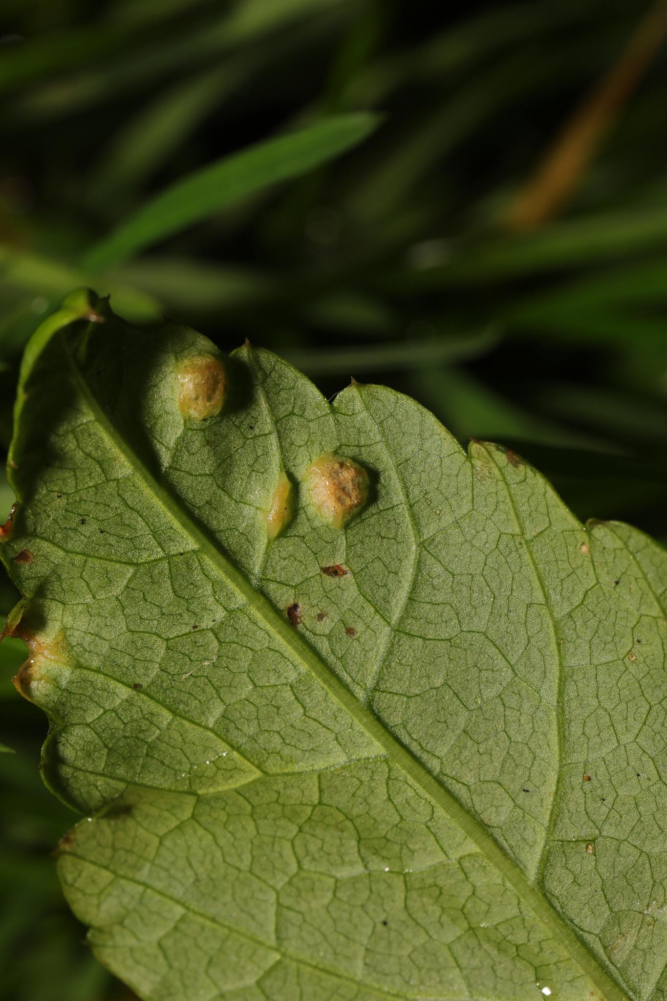 Protomyces macrosporus