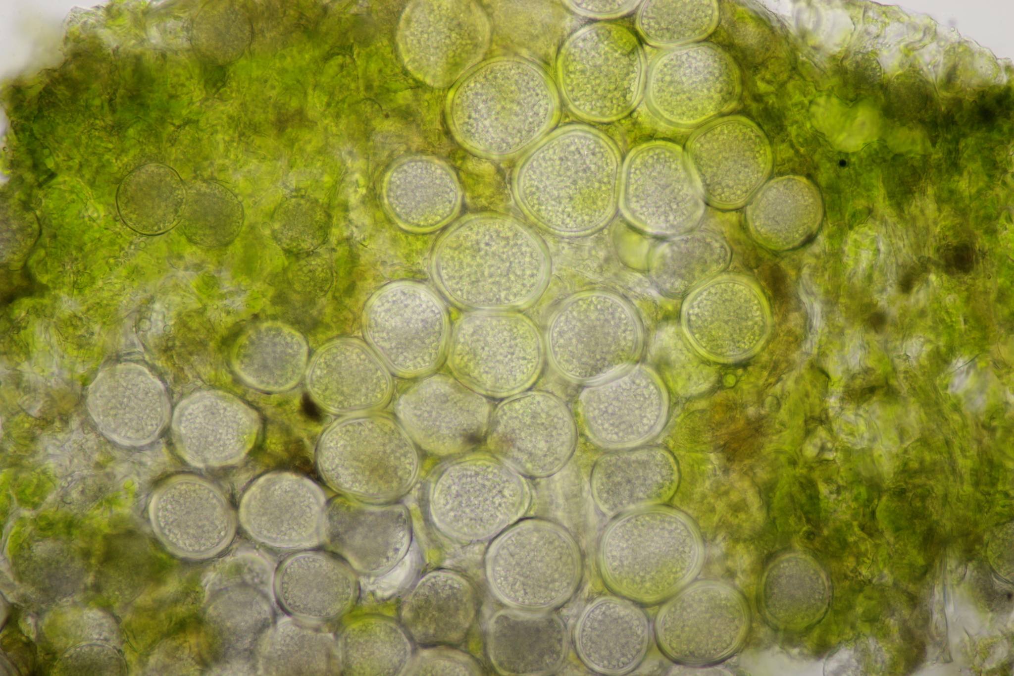Protomyces macrosporus