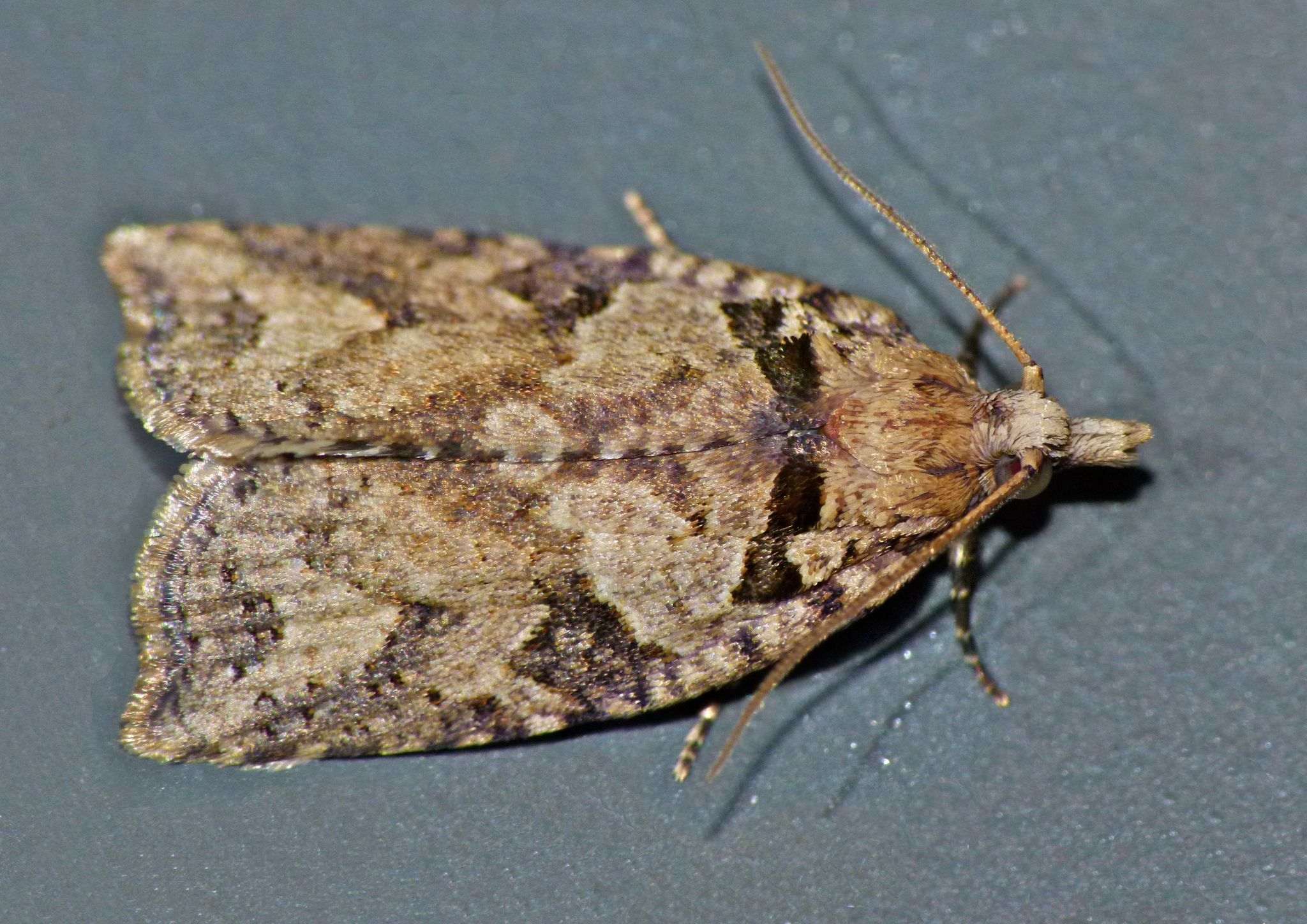 Ctenopseustis obliquana