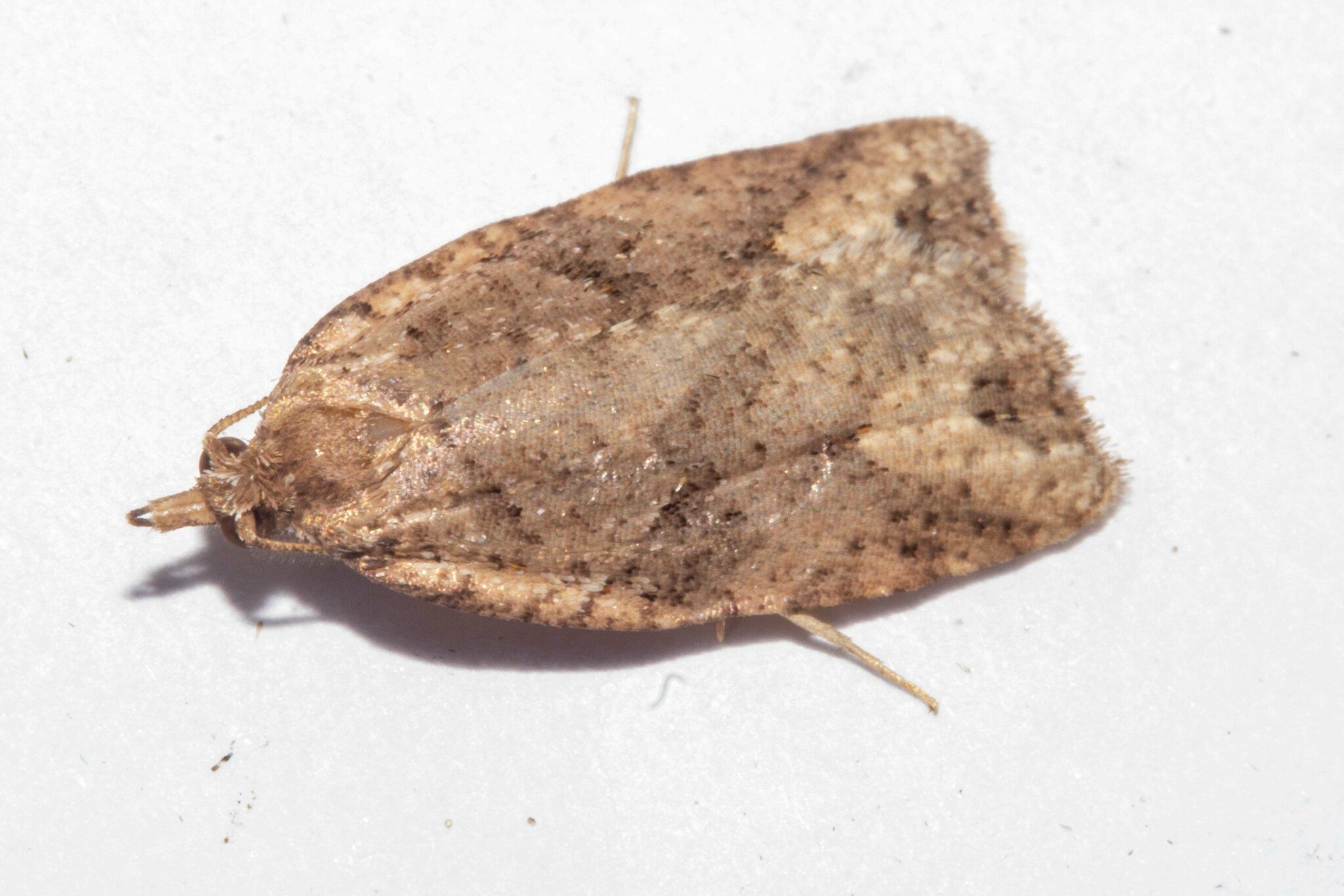 Ctenopseustis obliquana