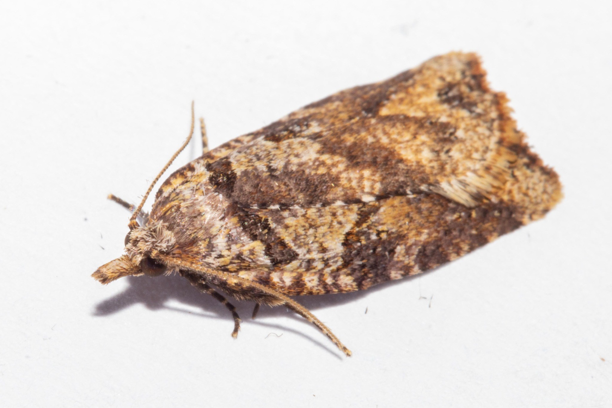 Ctenopseustis obliquana