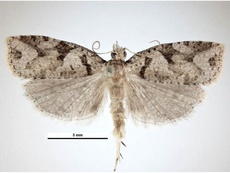 Ctenopseustis obliquana