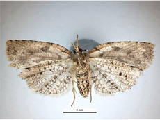 Ctenopseustis obliquana
