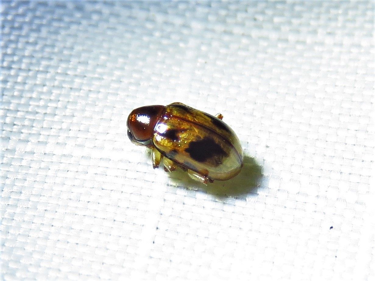 Paria fragariae